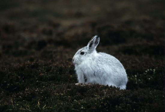 Mountain Hare <i>Lepus timidus</i>